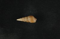 藏品(網蜷)的圖片